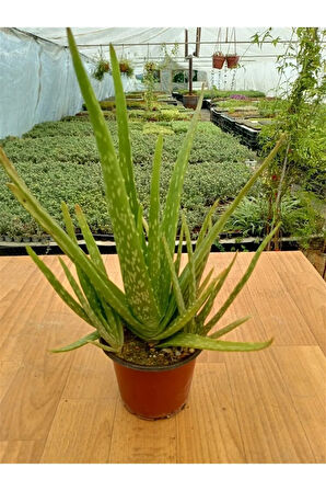 Dolgun Formlu Aloevera 1 Adet Saksılı ( 13 Cm Saksıda) ( 25-30 Cm Arasında )