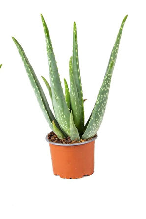 Dolgun Formlu Aloevera 1 Adet Saksılı ( 13 Cm Saksıda) ( 25-30 Cm Arasında )