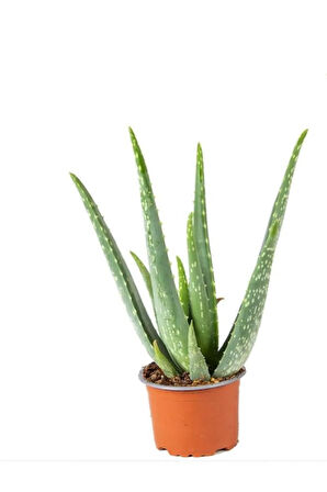 Dolgun Formlu Aloevera 1 Adet Saksılı ( 13 Cm Saksıda) ( 25-30 Cm Arasında )