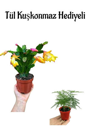 Hediyelik Sarı Renk Yılbaşı Çiçeği Anneler Gününe Özel Tül Kuşkonmaz