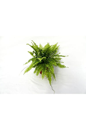 Çok Avantajlı Fujer Aşk Merdiveni Nephrolepsis Exaltata