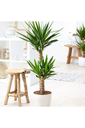 Yucca Bitkisi 2 Gövdeli Yuka Bitkisi Avize Çiçeği 80 100 Cm Ev Salon Bitkisi