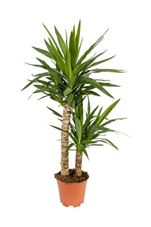 Yucca Bitkisi 2 Gövdeli Yuka Bitkisi Avize Çiçeği 80 100 Cm Ev Salon Bitkisi