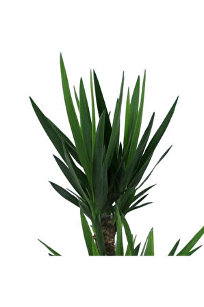 Yucca Bitkisi 2 Gövdeli Yuka Bitkisi Avize Çiçeği 80 100 Cm Ev Salon Bitkisi