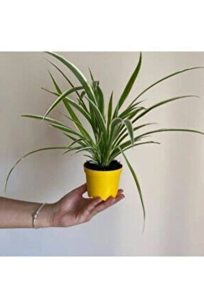 Çok Avantajlı Kurdele Çiçeği Chlorophytum Comosum Variegatum