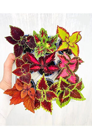 Mini Saksıda 9lu Mix Coleus Yaprak Güzeli Seti