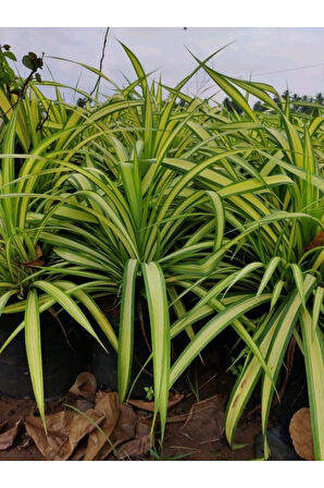 Kurdele Çiçeği (chlorophytum)