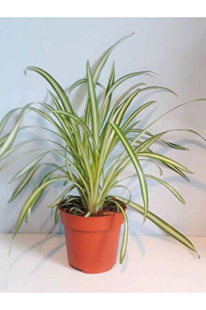 Kurdele Çiçeği (chlorophytum)