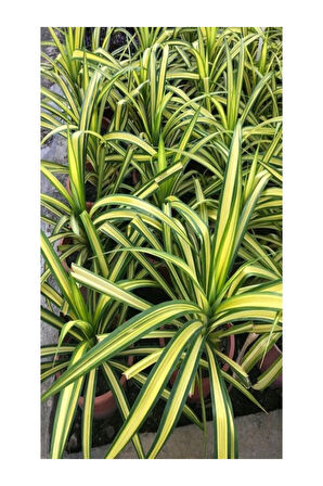 Kurdele Çiçeği (chlorophytum)