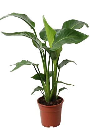 Starliçe Cennet Kuşu Strelitzia İç Mekan Salon Çiçeği 50-70cm