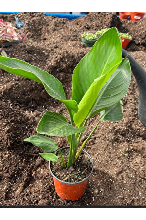 Starliçe Cennet Kuşu Saksılı (20-40 Cm) İç Mekan Çiçeği