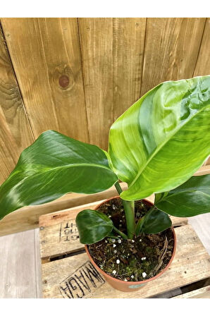 Starliçe Cennet Kuşu Saksılı (20-40 Cm) İç Mekan Çiçeği