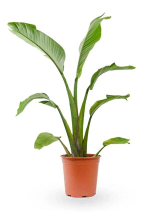 Strelitzia Starliçe 50-70 cm Boyunda Tek Gövdeli Salon Bitkisi İç Mekan Bitkisi