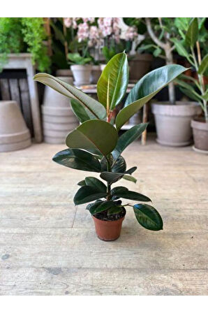 Kauçuk Bitkisi Yeni Açmış Yapraklı Gerçek Canlılık 20-45cm Ficus Elastica