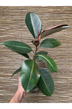Kauçuk Bitkisi Yeni Açmış Yapraklı Gerçek Canlılık 20-45cm Ficus Elastica