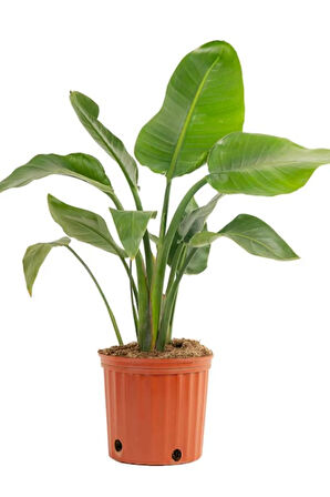 Starliçe Beyaz Cennet Kuşu Mini Boy 25-45cm (strelitzia Nicolai)