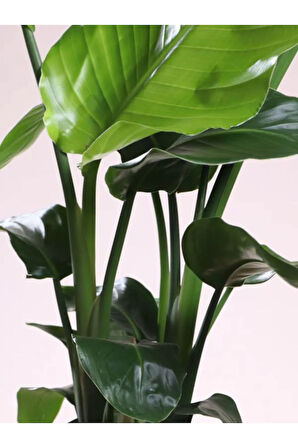 Starliçe Beyaz Cennet Kuşu Mini Boy 25-45cm (strelitzia Nicolai)