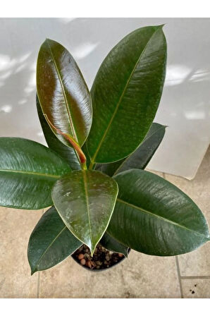 Kauçuk - Ficus Elastica Robusta Canlı Salon Bitkisi 20-45cm