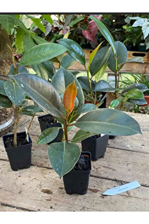 Kauçuk - Ficus Elastica Robusta Canlı Salon Bitkisi 20-45cm