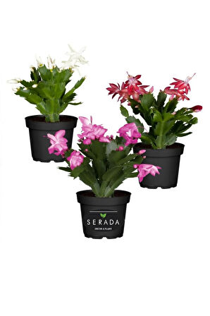 Schlumbergera Truncata 3 Adet Farklı Renklerde Yılbaşı Çiçeği 15-20CM