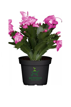 Schlumbergera Truncata 3 Adet Farklı Renklerde Yılbaşı Çiçeği 15-20CM