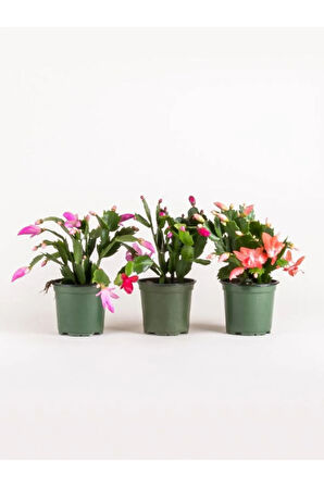 Yılbaşı Çiçeği- Schlumbergera - Yılbaşı Kaktüsü 3 ADET Saksılı