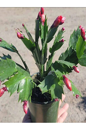 Yılbaşı Çiçeği 1 Adet Saksılı Schlumbergera Red - Kaktüs - Yılbaşı Çiçeği