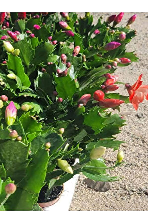 Yılbaşı Çiçeği 1 Adet Saksılı Schlumbergera Red - Kaktüs - Yılbaşı Çiçeği
