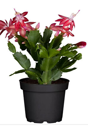 Yılbaşı Çiçeği Kırmızı 2 ADET 10-20CM Schlumbergera Truncata