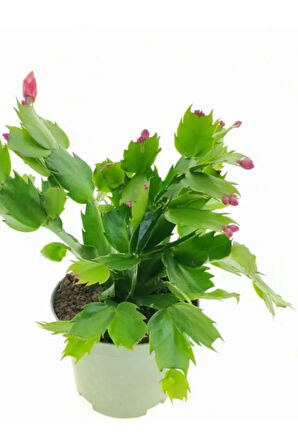 Pembe Yılbaşı Çiçeği Fidanı 1 ADET Saksılı Salon Ofis Çiçeği Schlumbergera