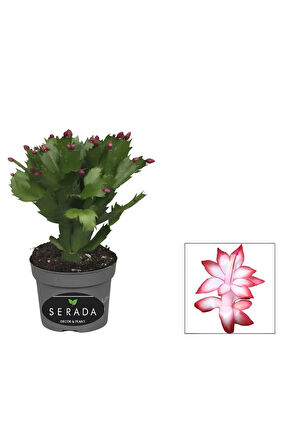 Kırmızı Renk Yılbaşı Çiçeği Saksılı 10-15cm 1 ADET Red Schlumbergera Truncata