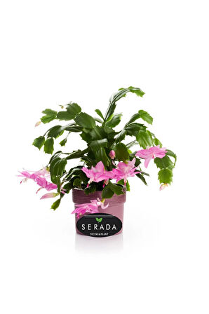 Schlumbergera Truncata Pembe Renk Yılbaşı Çiçeği 10-15cm Yılbaşı Kaktüsü