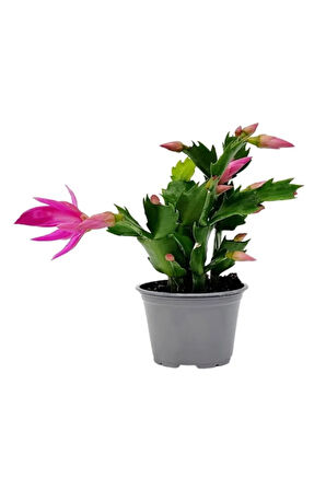 Schlumbergera Truncata Pembe Renk Yılbaşı Çiçeği 10-15cm Yılbaşı Kaktüsü