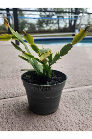 İstenilen Renk Yılbaşı Çiçeği 1 ADET Sakslı 10-20cm Schlumbergera