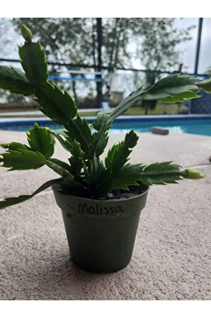 İstenilen Renk Yılbaşı Çiçeği 1 ADET Sakslı 10-20cm Schlumbergera