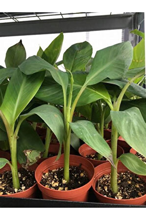 Starliçe Beyaz Cennet Kuşu /yavru Sağlıklı 20-40cm Saksılı Salon Çiçeği