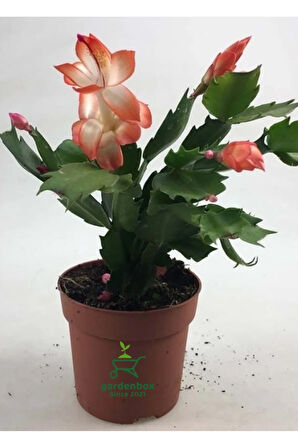 Yılbaşı Kaktüsü Somon Rengi Yılbaşı Çiçeği 10-15cm Schlumbergera Truncata