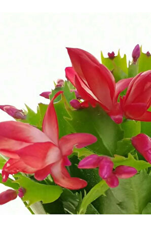 Kırmızı Renk Yılbaşı Çiçeği 1 Adet Saksılı 10-20cm Schlumbergera Truncata