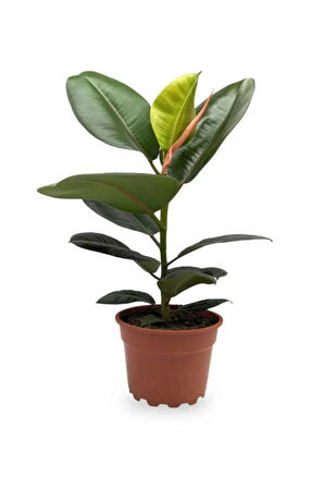 Yeşil Parlak Yapraklı Kauçuk Çiçeği 1 Adet Saksılı 20-45cm (ficus Elastica)