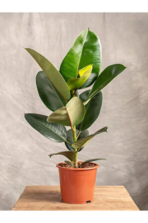 Yeşil Parlak Yapraklı Kauçuk Çiçeği 1 Adet Saksılı 20-45cm (ficus Elastica)