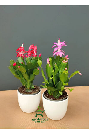 Kırmızı-pembe Renk Yılbaşı Çiçeği Schlumbergera 2 Adet Saksılı 10-15cm
