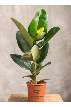 Kauçuk Salon Çiçeği 1 ADET Saksılı 20-45cm İç Mekan Salon Çiçeği