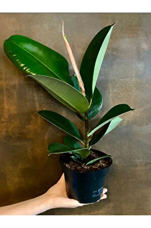 Hediyelik Mini Boy Kauçuk Çiçeği Canlı Yapraklı 20-45cm (Ficus Elastica)