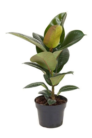 Mini Boy Kauçuk Fidanı 1 Adet Saksılı 20-45cm Salon Ofis Çiçeği (ficus Elastica)
