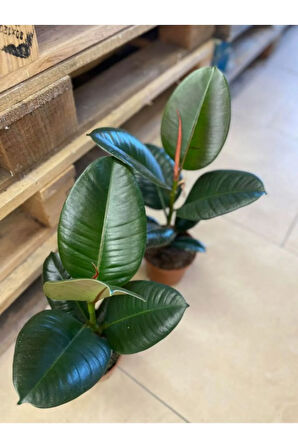 Mini Boy Kauçuk Fidanı 1 Adet Saksılı 20-45cm Salon Ofis Çiçeği (ficus Elastica)