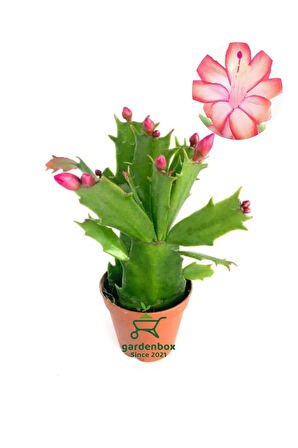 Kırmızı Renk Yılbaşı Çiçeği Schlumbergera Truncata 1 Adet Saksılı