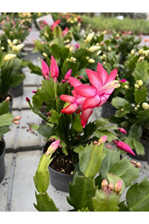 Kırmızı Renk Yılbaşı Çiçeği Schlumbergera Truncata 1 Adet Saksılı