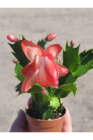 Kırmızı Renk Yılbaşı Çiçeği Schlumbergera Truncata 1 Adet Saksılı