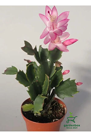 Açık Pembe Renk Schlumbergera Truncata Yılbaşı Çiçeği 1 ADET 10-15CM