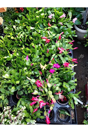 Açık Pembe Renk Schlumbergera Truncata Yılbaşı Çiçeği 1 ADET 10-15CM
